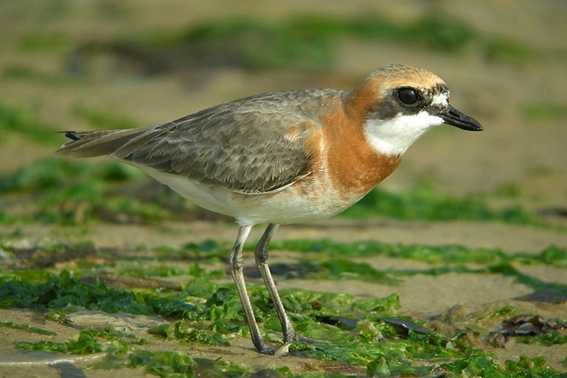 mongolia gobi birds 